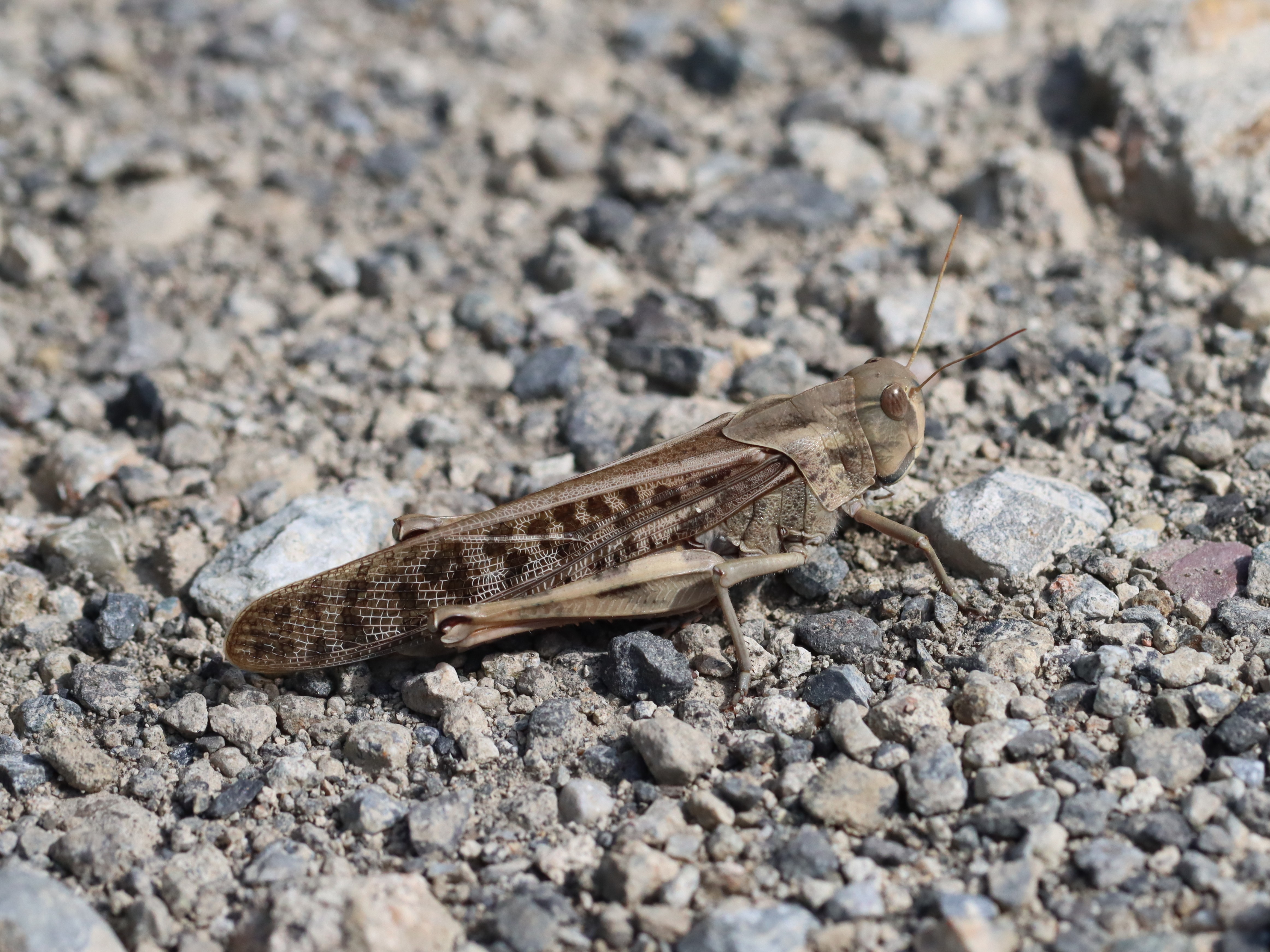 トノサマバッタ